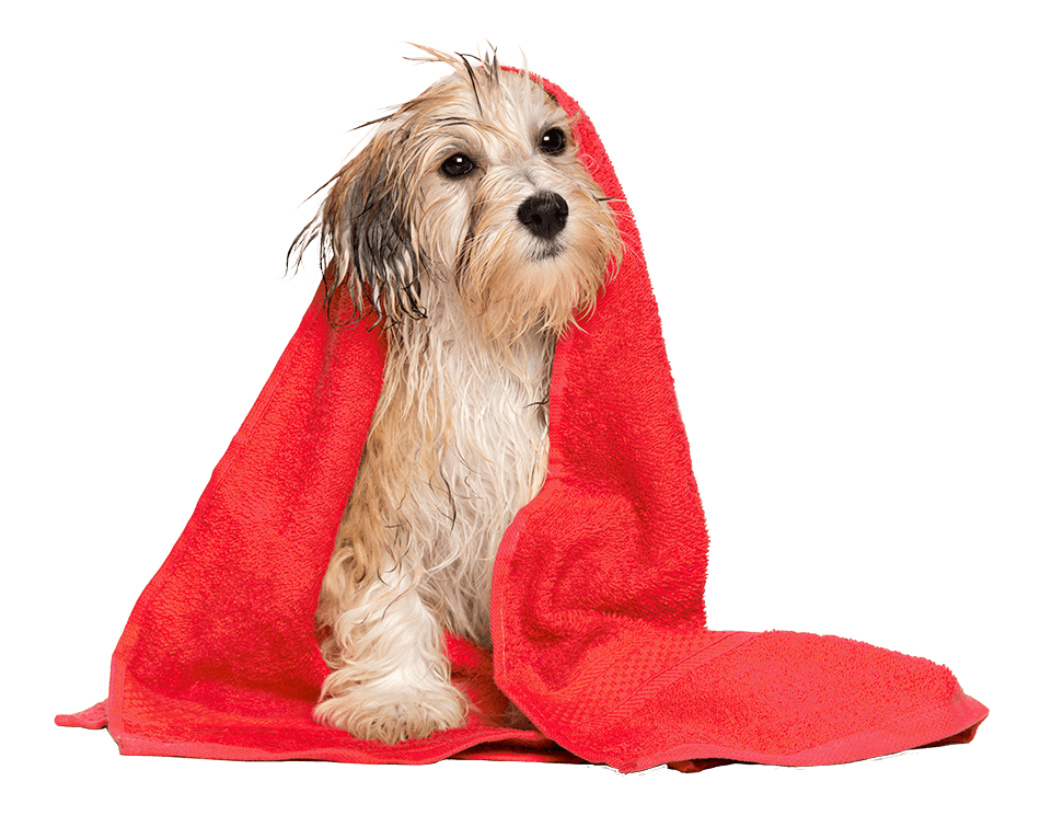 Bobby's Car Wash Ham Lake, MN A Deeper Dive Into Clean